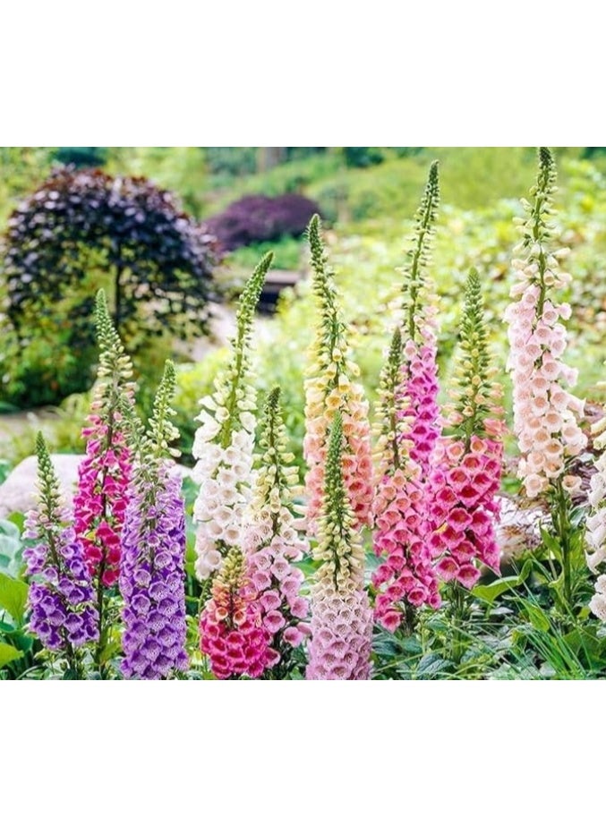 الواحة-TH بذور دلفينيوم، 200 بذرة، مزيج إمبريال عملاق، ألوان مختلطة رائعة - Image 1